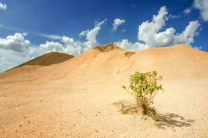 Bintan Desert