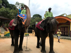 Bintan Elephant Park: A Majestic Sanctuary Amidst Nature's Embrace