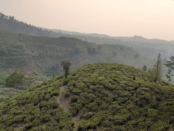 Bukit Senyum